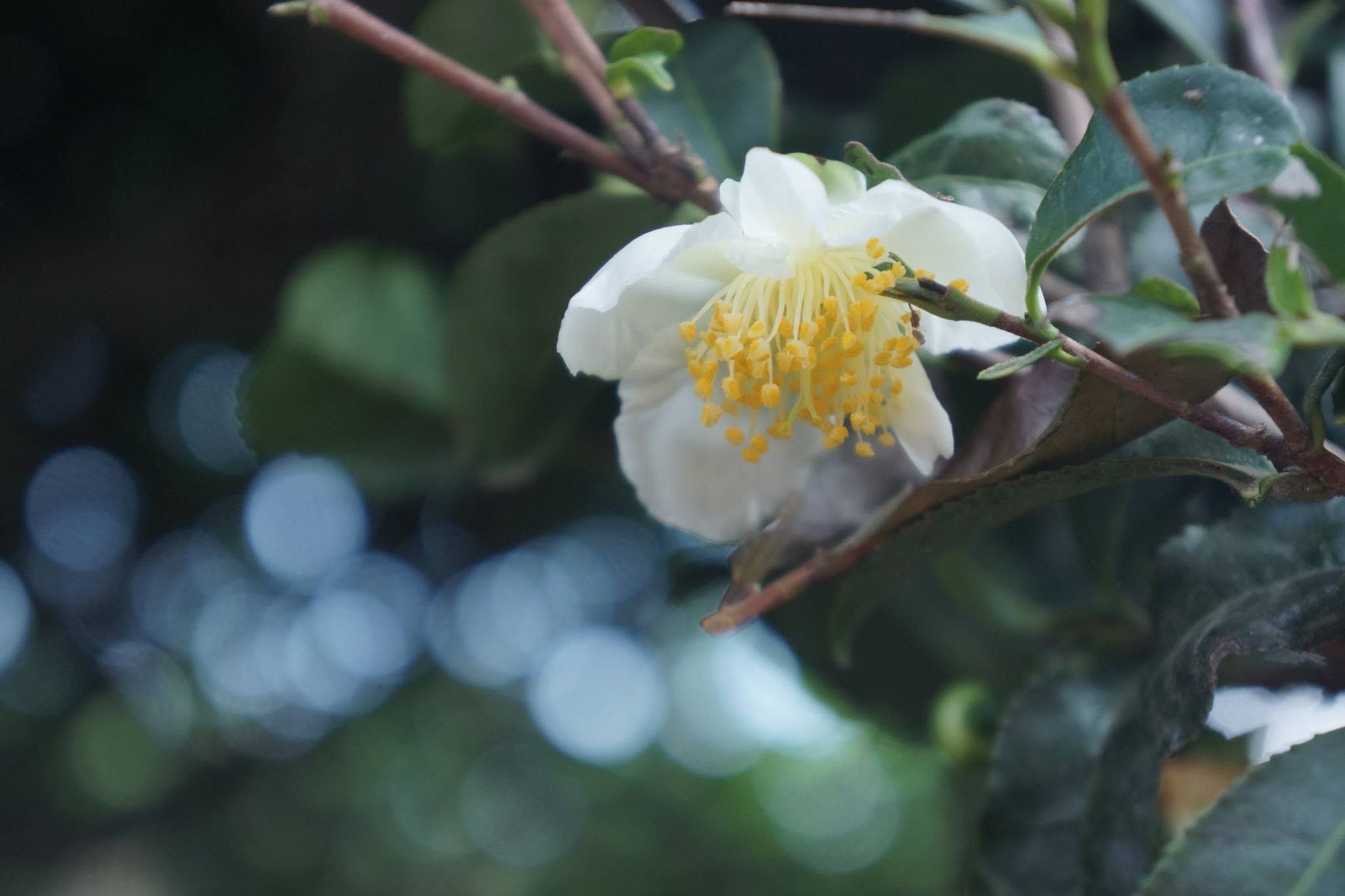 茶の花